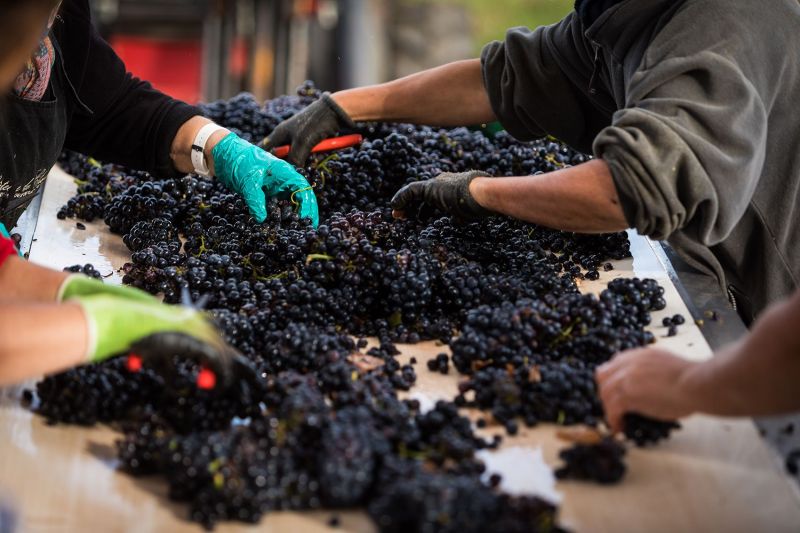 Château de Chamilly Harvest Burgundy. Manual grape sorting