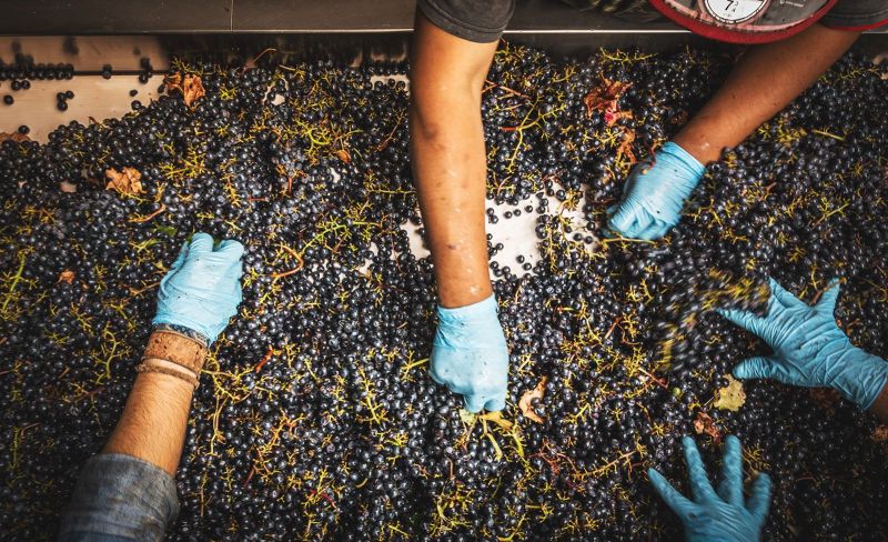 Grgich Hills Cluster Sorting. Harvest Time. Napa Valley