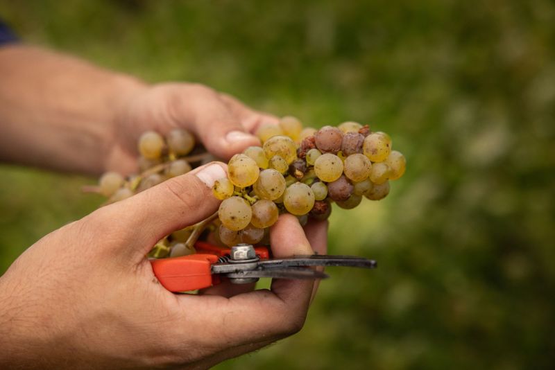 Wormeldange, Alice Hartmann Riesling Grapes during harvest