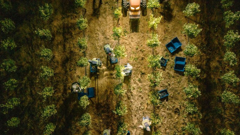 Eisele Vineyards Aerial View during Harvest